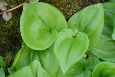 Yapraklar ve kapalı Maianthemum bifolium tomurcukları