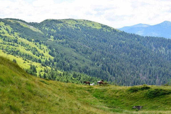 Pferdeherde Auf Einer Grünen Wiese Den Karpaten — Stockfoto