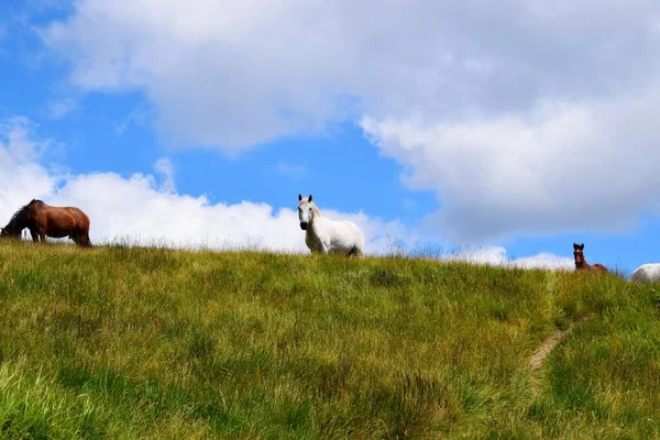 Güzel Karpat dağlarında atlar yeşil çayırlarda otlar.