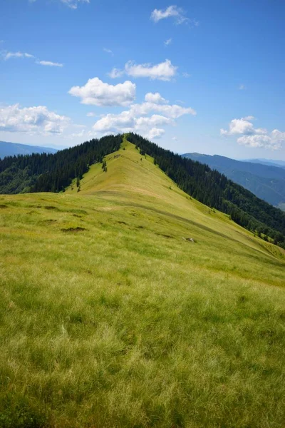 Carpathian Mountain Meadow Mountain Ridge Summer Sunny Day — Stock Photo, Image