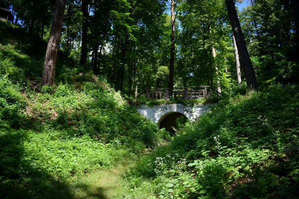 Botanik bahçesindeki büyülü bir ormanda gizemli bir köprü.