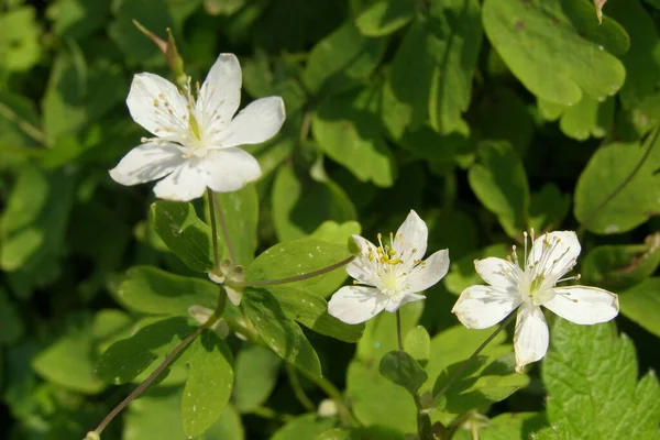 Krásné Krásné Květy Anemone Nemorosa — Stock fotografie