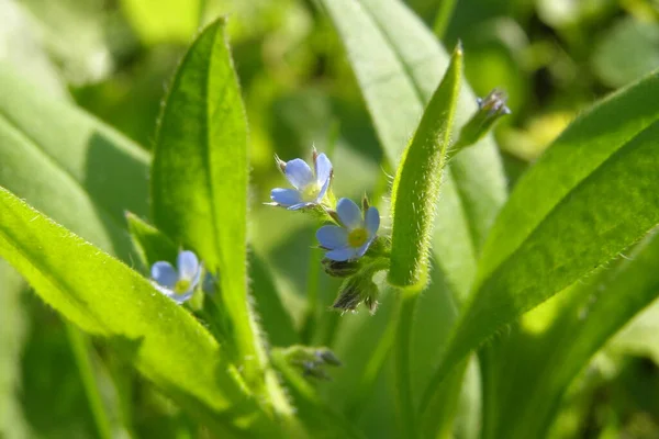 Neuvěřitelně Krásná Modrá Myosotis Scorpioides Květiny — Stock fotografie