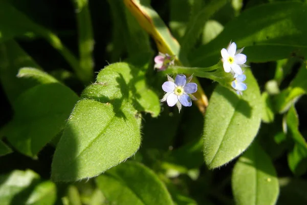 Jemné Modré Květy Myosotis Scorpioides — Stock fotografie