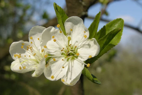 Baharda inanılmaz çiçek açan bir ağaç.