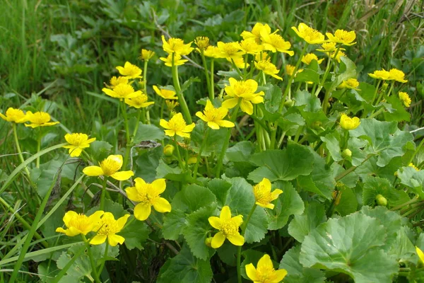 Velmi Krásné Žluté Květy Caltha Palustris — Stock fotografie