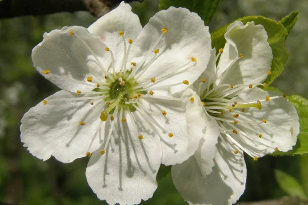 Cseresznye Virágzott Egy Meleg Tavaszi Napsütéses Napon — Stock Fotó
