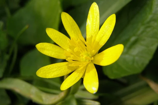 Delicate Lente Gele Ficaria Verna Bloem Het Gras — Stockfoto