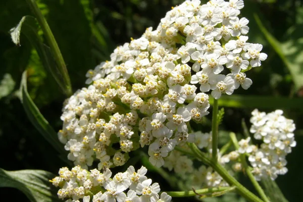 Schöne Schafgarbenblüten Von Der Sonne Erleuchtet — Stockfoto