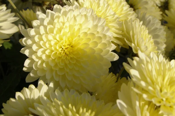 Çok güzel sarı kasımpatılar.