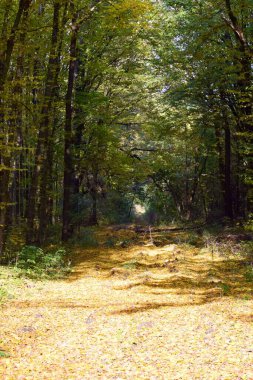 Sonbahar ormanı, orman yolunda sarı yapraklar.