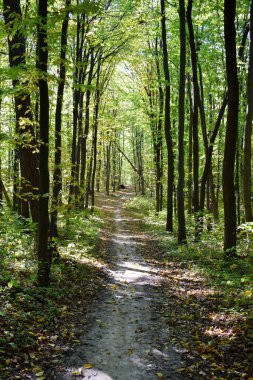 Güzel bir ormanda sonbahar, ağaçların arasında bir patika