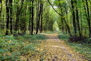 Güzel bir ormanda sonbahar, güneşli manzaralar.