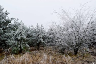 Karla kaplı ağaçlar, kışın başlangıcı.