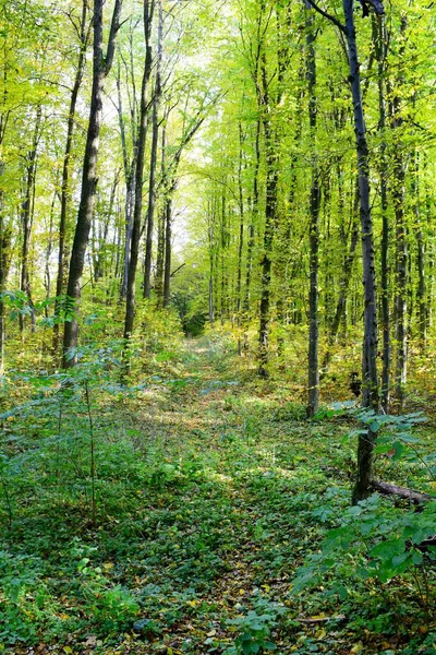 Güzel bir ormanda sonbahar, ağaçların arasında bir patika