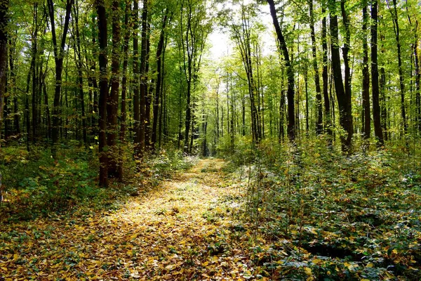 Güzel bir ormanda sonbahar, güneşli manzaralar.