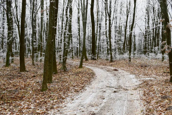 Orman buzla kaplı, gizemli bir yol.