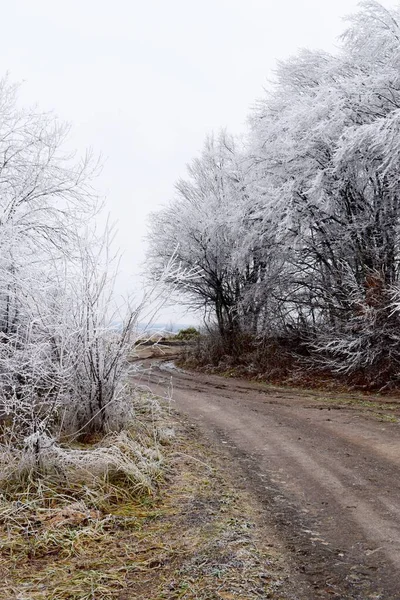 Ağaçların arasındaki yol buzla kaplı, kış yaklaşıyor.
