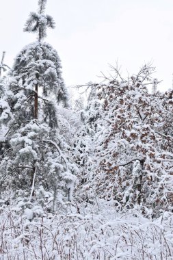Kış ormanında kar