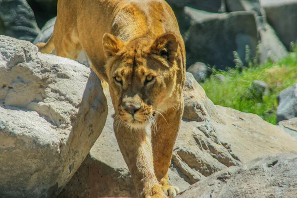 ライオンの捕食者の視線は — ストック写真