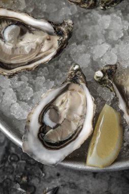 Buz ve limonlu metal tabakta çiğ istiridye.