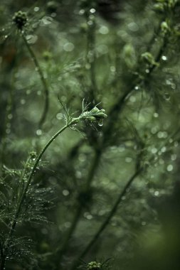 Bahçesinde yağmur damlaları olan yeşil dereotları. Macro, kapat.