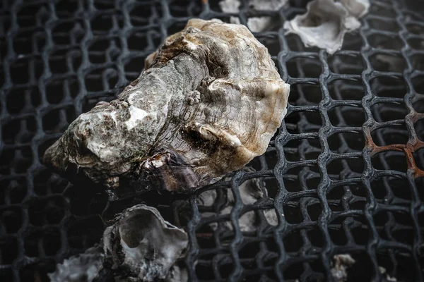 Otantik metal balıkçı ağında çiğ istiridye