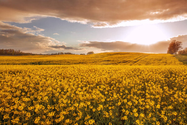 Великолепный вид на рапсовое поле с цветущими желтыми цветками рапса и идеальным солнечным светом золотого часа. Концепция сбора урожая.