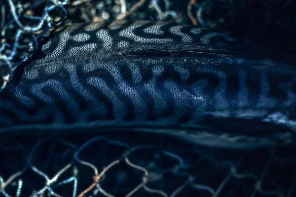 Çiğ balık Atlantik uskumrusu balıkçılık ağında pişmemiş.