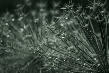 Çiçek soyut koyu yeşil arka plan. Yağmur damlaları. Rahatlatıcı ruh hali arka planı