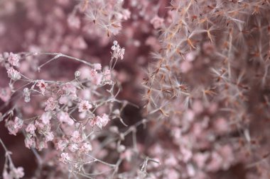 Doğal çiçeklerin soyut pembe arkaplanı