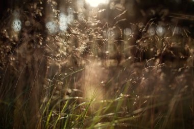 Gün batımında çayırdaki soyut orman çimleri güzel bir ışıkla aydınlanır. Kahverengi çiçekli odak arkaplanı