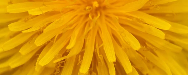 Κίτρινη Ανθισμένη Πικραλίδα Μακροεντολή Close Επιλεκτική Εστίαση — Φωτογραφία Αρχείου