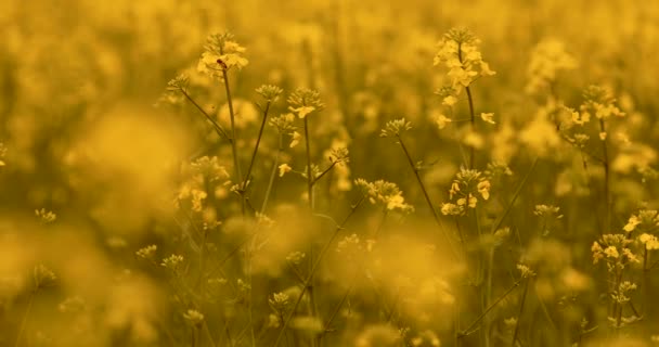 Honey Bee Busy Canola Flower Collecting Nectar Yellow Rapeseed Field — Stock Video