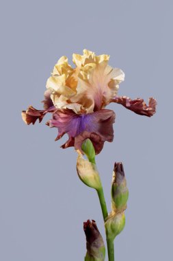 Mor ve sarı iris gri arkaplanda izole edilmiş.