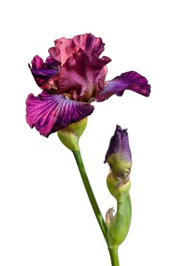 Çiçek açan mor zambak çiçeği beyaz arka planda izole edilmiş. Yaz çiçekli arka plan