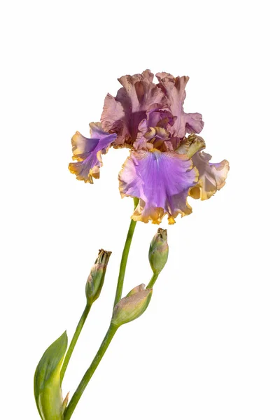Blooming Purple Yellow Iris Garden Flower Isolert Hvit Bakgrunn Sommerblomsterbakgrunn – stockfoto