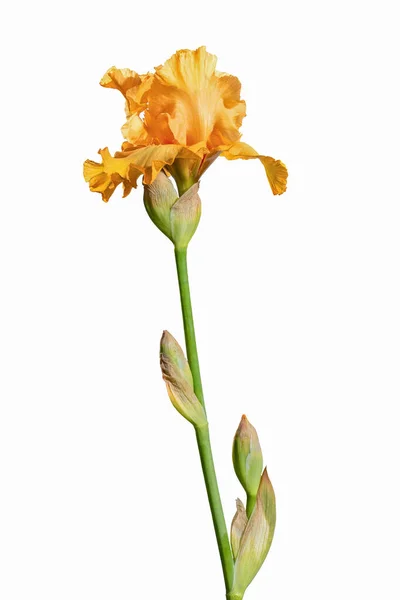 Kvetoucí Žlutá Duhovka Zahradní Květiny Izolované Bílém Pozadí Letní Květinové — Stock fotografie