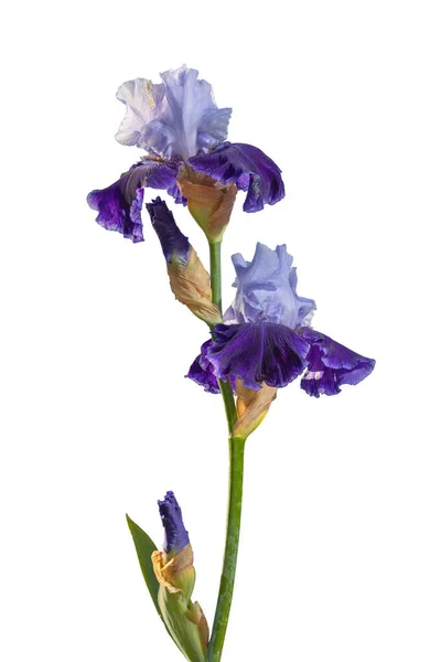 Blooming Light Blue Purple Iris Garden Flower Isolated White Background — Stock fotografie