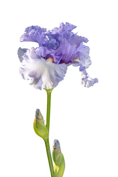 Flor Ligera Flor Jardín Iris Púrpura Aislada Sobre Fondo Blanco — Foto de Stock