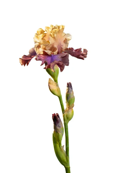 Blooming Purple and Yellow iris garden flower isolated on white background. Summer floral background
