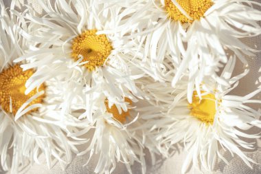 Beyaz papatya tam kare yakın çekim. Çiçekli yaz geçmişi