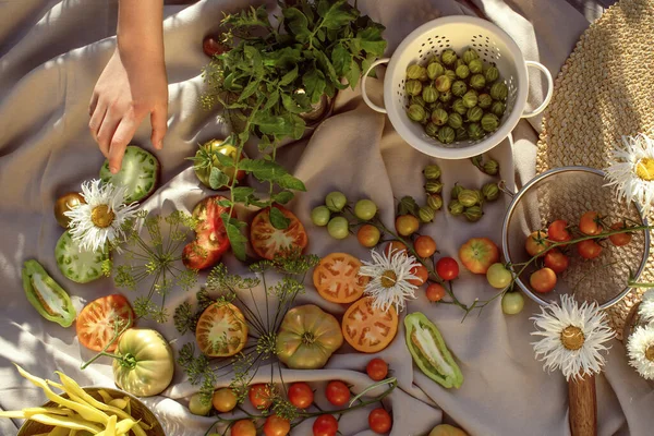 Tomates Frescos Orgânicos Groselhas Com Ervas Frescas Camomilas Jardim Casa — Fotografia de Stock