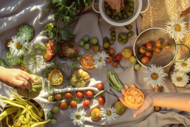 Ellerinde taze domatesler, taze otlu bektaşi üzümleri ve çarşaf masa örtüsü üzerinde ev bahçesinden papatyalarla servis edilen masandan taze domatesler tutan çocuklar. Sağlıklı ekolojik hasat kavramı