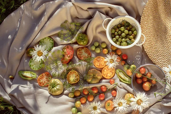 Tomates Frescos Orgânicos Groselhas Com Ervas Frescas Camomilas Jardim Casa — Fotografia de Stock