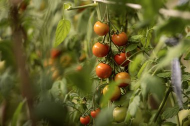 Organik serada yetişen taze yeşil domatesli bir dal.