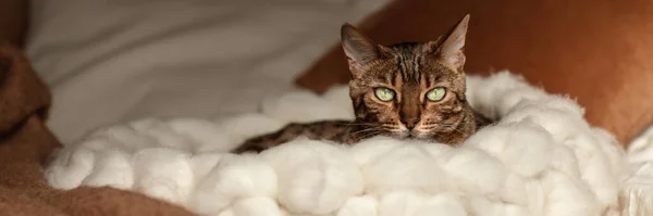 Bengal Cat Resting Merino Wool Pet Lounge Creamy Terracotta Rust — Stock Photo, Image