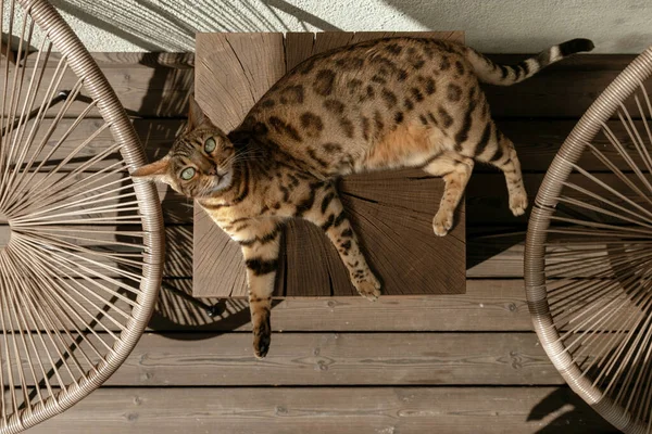 Bengal Kedisi Yaz Terasında Meşe Ağacından Yapılmış Sehpada Dinleniyor — Stok fotoğraf