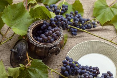 Eski gümüş vazoda yaprakları olan bir demet kusurlu bahçe üzümü.