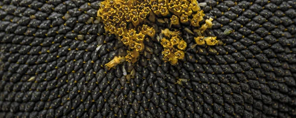Full frame of perfectly ripened sunflower full of black ripe delicious seeds macro close-up
